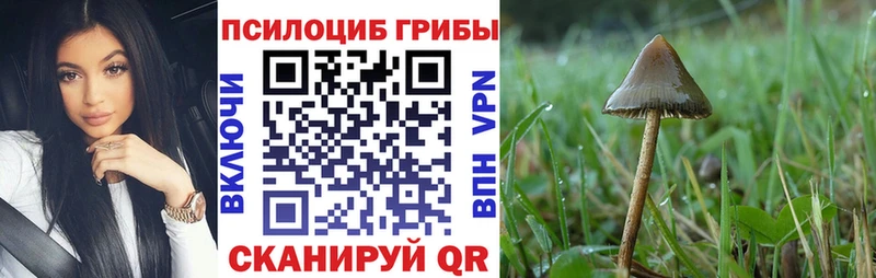 Псилоцибиновые грибы Cubensis  darknet формула  Порхов  цены наркотик 